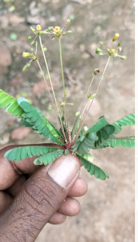 ಹೊರಮುಚುಗ (LAJJALU )